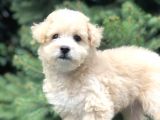 Secereli Anne Ve Babadan F1 Maltıpoo Yavrumuz
