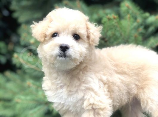 Secereli Anne Ve Babadan F1 Maltıpoo Yavrumuz görsel