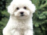 O Numara Babyface Morkie Yavrumuz