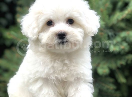 O Numara Babyface Morkie Yavrumuz görsel