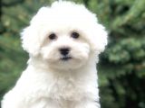 O numara Babyface Morkie Yavrumuz
