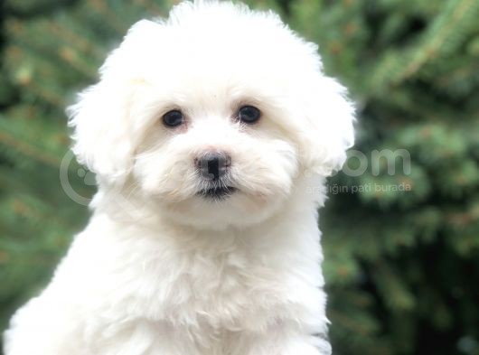 O Numara Babyface Morkie Yavrumuz