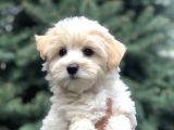 Toyface F2 Maltıpoo Yavrumuz