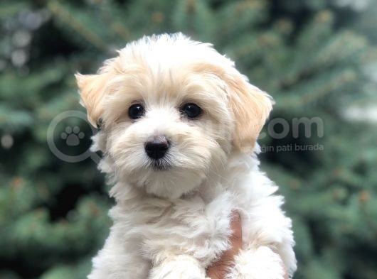 Toyface F2 Maltıpoo Yavrumuz görsel