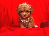 Teacup Maltipoo F2 Orjinal Yavrular