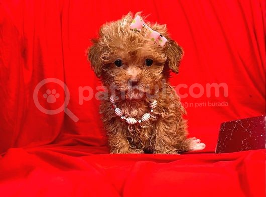 Teacup Maltipoo F2 Orjinal Yavrular görsel