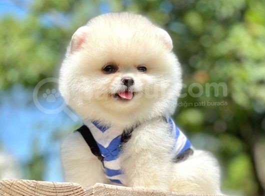 Ayıcık Beyaz Boo Pomeranian Yavrular görsel
