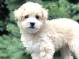 Secereli Anne Ve Babadan F1 Maltıpoo Yavrumuz