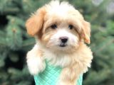 Xs Gold Morkie Yavrumuz