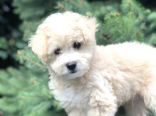 Secereli Anne Ve Babadan F1 Maltıpoo Yavrumuz görsel