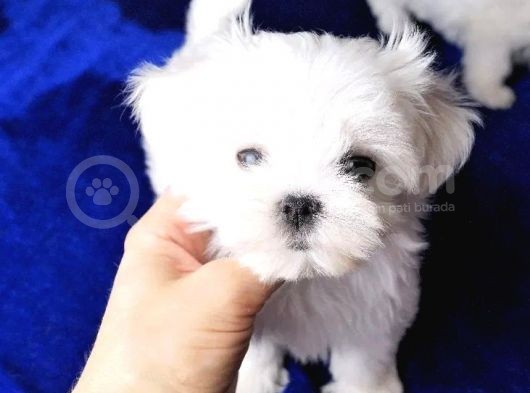 Orjinal Maltese Yavrularımız