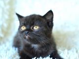 Siyah British Shorthair