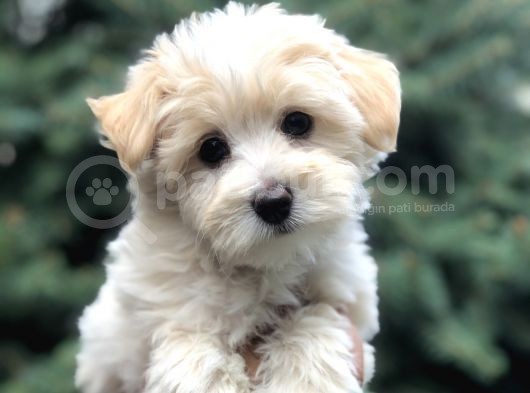 Toyface F2 Maltıpoo Yavrumuz görsel