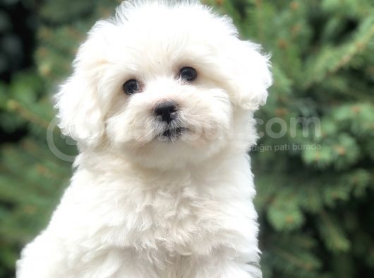 O Numara Babyface Morkie Yavrumuz görsel