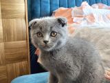 Scottish Fold Kedimiz Yeni Yuvasını Arıyor