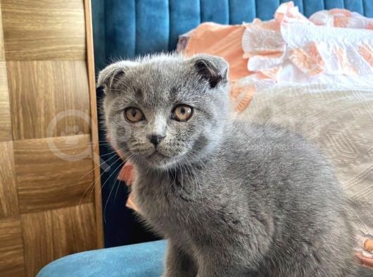 Scottish Fold Kedimiz Yeni Yuvasını Arıyor görsel