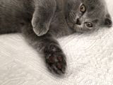 Scottish Fold Kedimiz Yeni Yuvasını Arıyor