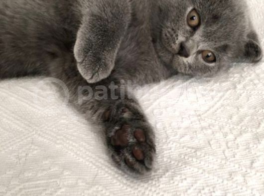 Scottish Fold Kedimiz Yeni Yuvasını Arıyor görsel
