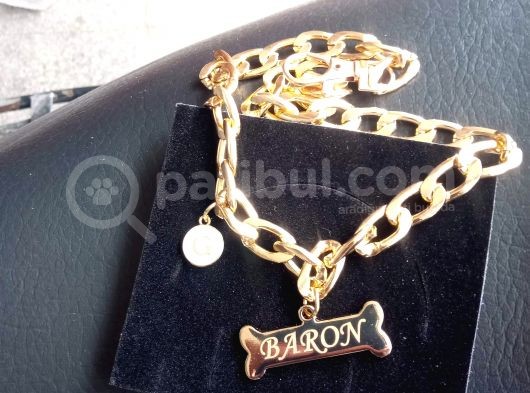 3 Aylık Pitbull görsel