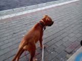 3 Aylık Pitbull