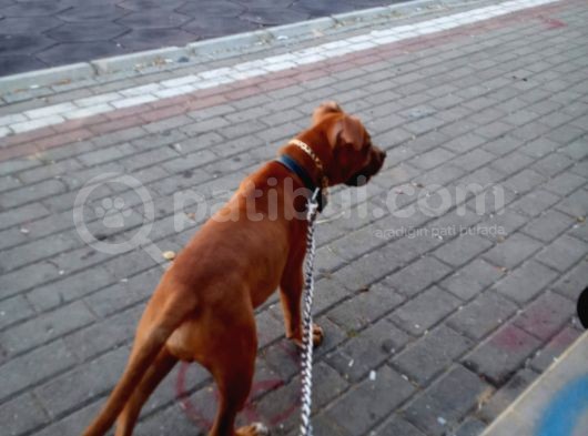 3 Aylık Pitbull görsel