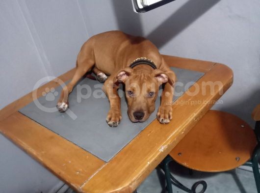 3 Aylık Pitbull görsel