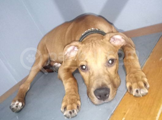 3 Aylık Pitbull görsel
