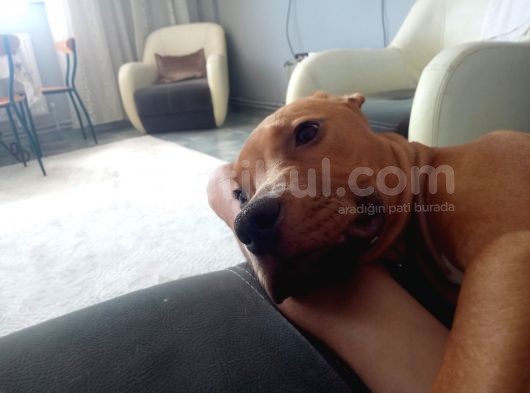 3 Aylık Pitbull görsel