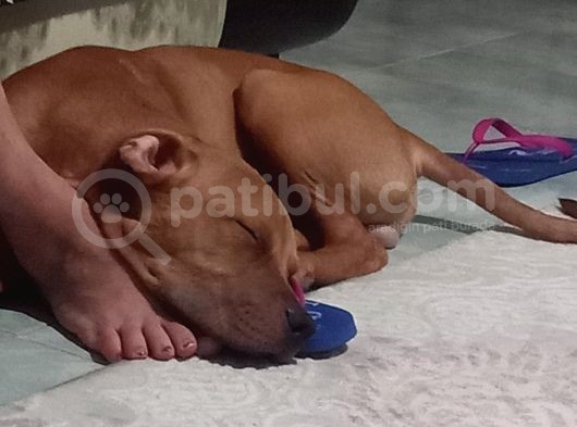 3 Aylık Pitbull