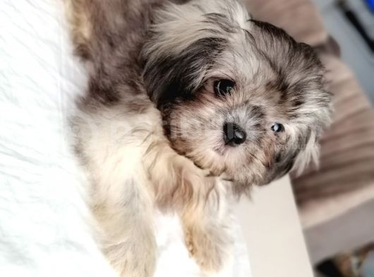 3 Aylik Di̇şi̇ Morkie görsel