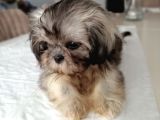 3 Aylik Di̇şi̇ Morkie