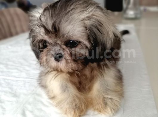 3 Aylik Di̇şi̇ Morkie görsel