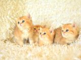 Full Şecereli Ny12 British Shorthair Yavrular