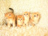 Full Şecereli Ny12 British Shorthair Yavrular