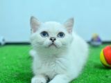 Full Şecereli British Shorthair ns1133