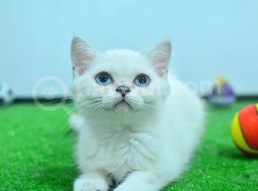 Full Şecereli British Shorthair Ns1133