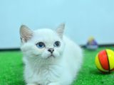 Full Şecereli British Shorthair Ns1133