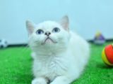 Full Şecereli British Shorthair Ns1133