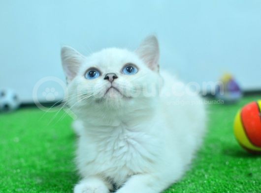 Full Şecereli British Shorthair Ns1133 görsel