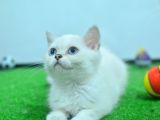 Full Şecereli British Shorthair Ns1133