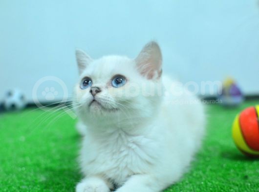 Full Şecereli British Shorthair Ns1133 görsel