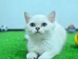 Full Şecereli British Shorthair Ns1133