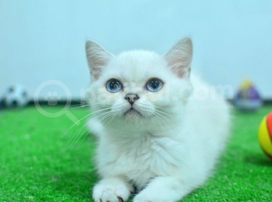 Full Şecereli British Shorthair Ns1133 görsel