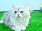Full Şecereli Silver British Longhair ns25 Dişi