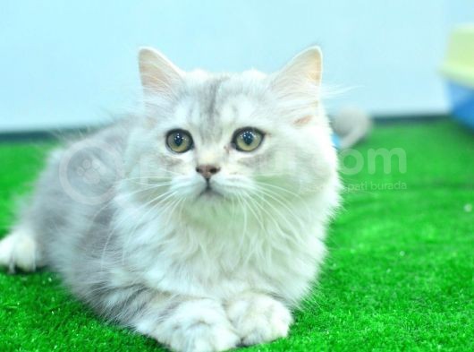 Full Şecereli Silver British Longhair Ns25 Dişi