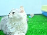 Full Şecereli Silver British Longhair Ns25 Dişi