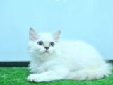 Full Şecereli Silver British Longhair ns1133