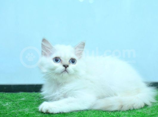 Full Şecereli Silver British Longhair Ns1133