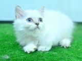 Full Şecereli Silver British Longhair Ns1133
