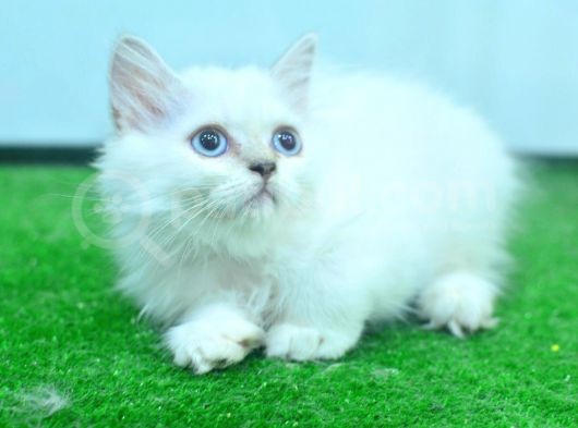 Full Şecereli Silver British Longhair Ns1133 görsel